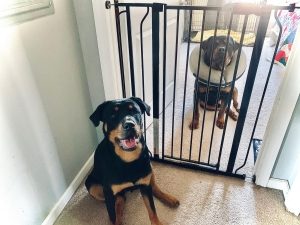 Ask Crystal: How to Make the Crate Great! - Blue Ridge Humane Society