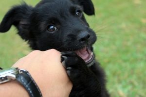 Black puppy plays with owners hand